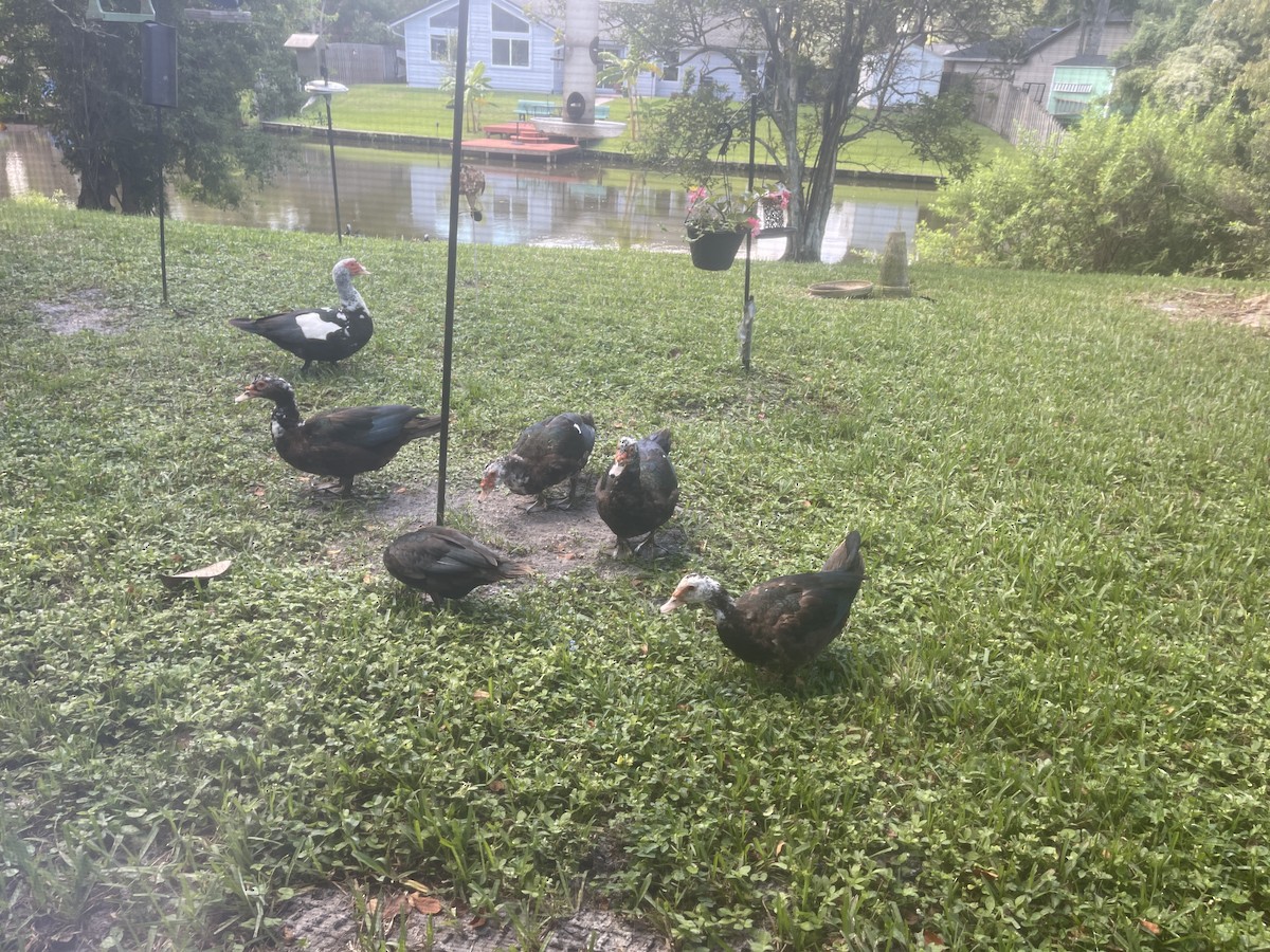 Muscovy Duck (Domestic type) - ML641114163