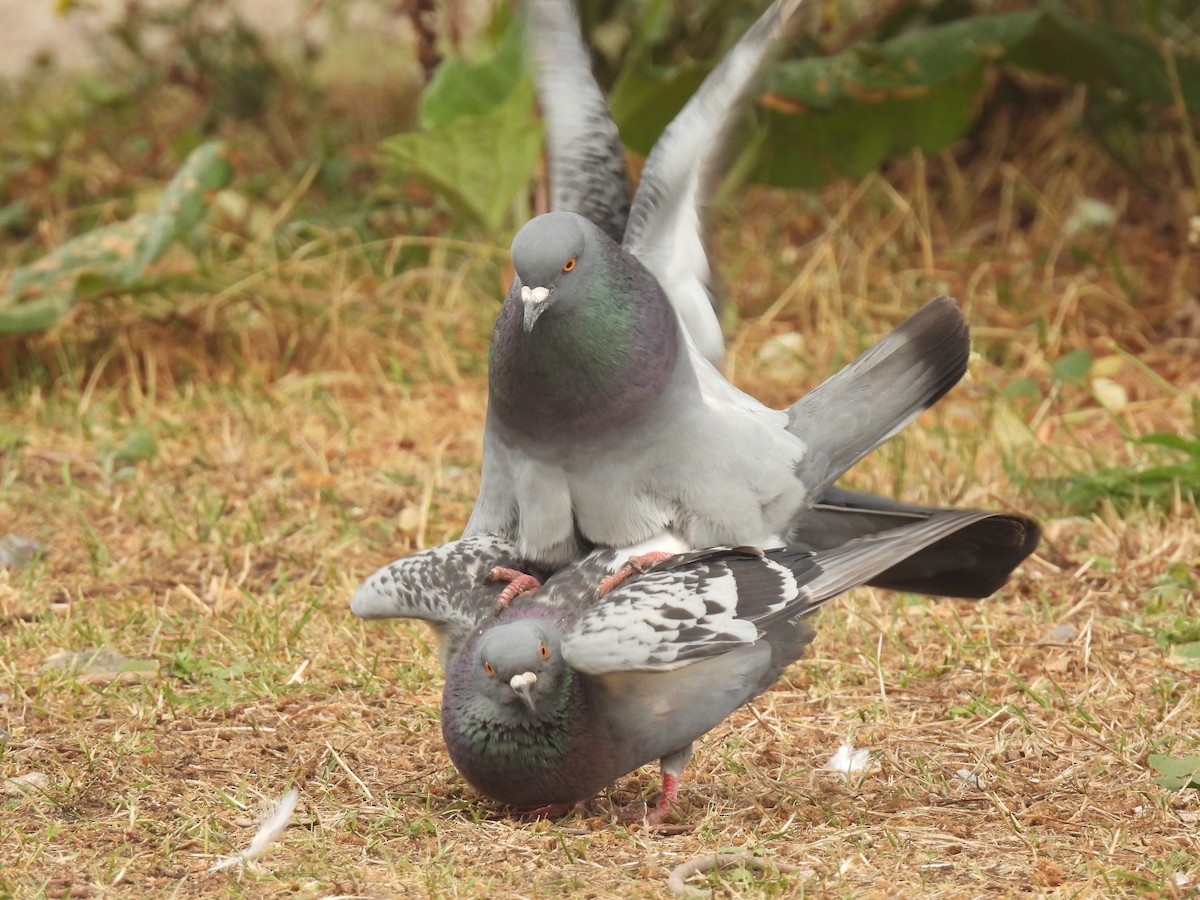Rock Pigeon (Feral Pigeon) - ML641114214