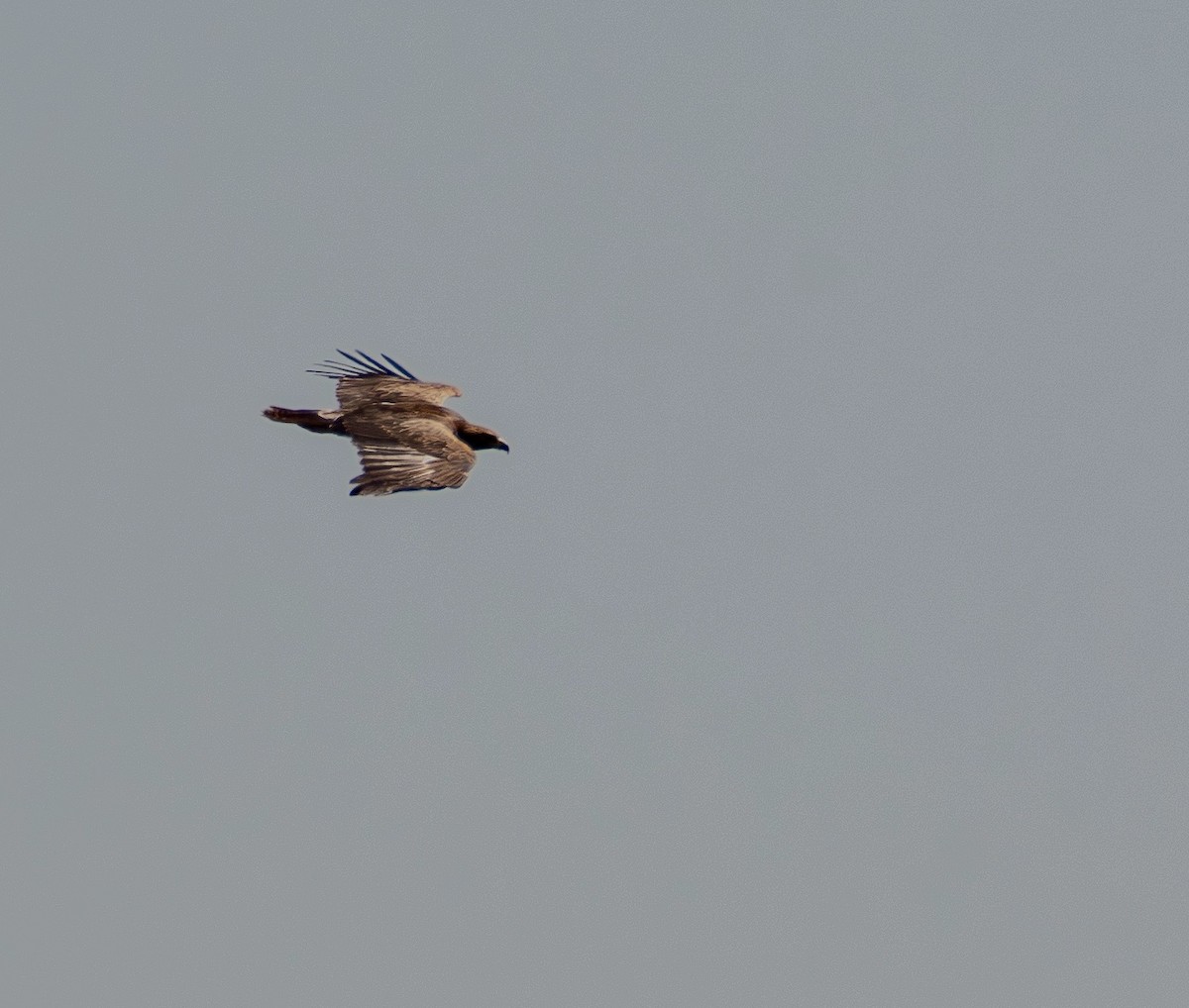 Lesser Spotted Eagle - ML641114219