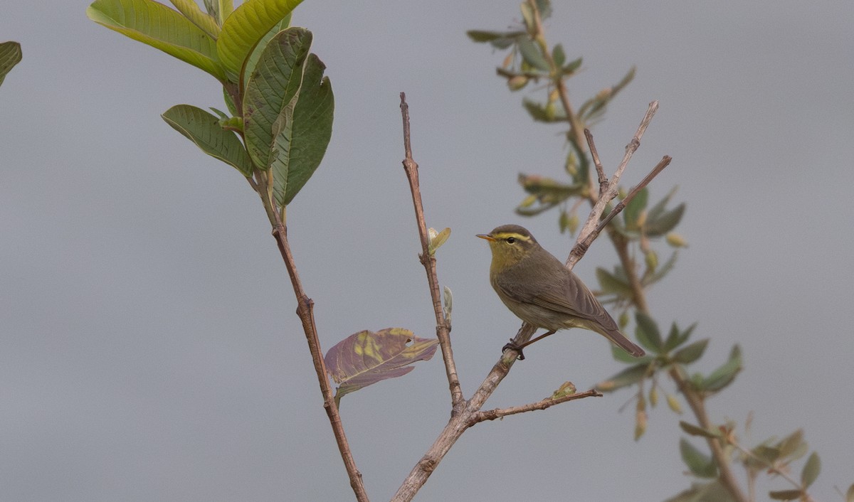 Tickell's Leaf Warbler (Tickell's) - ML641114248