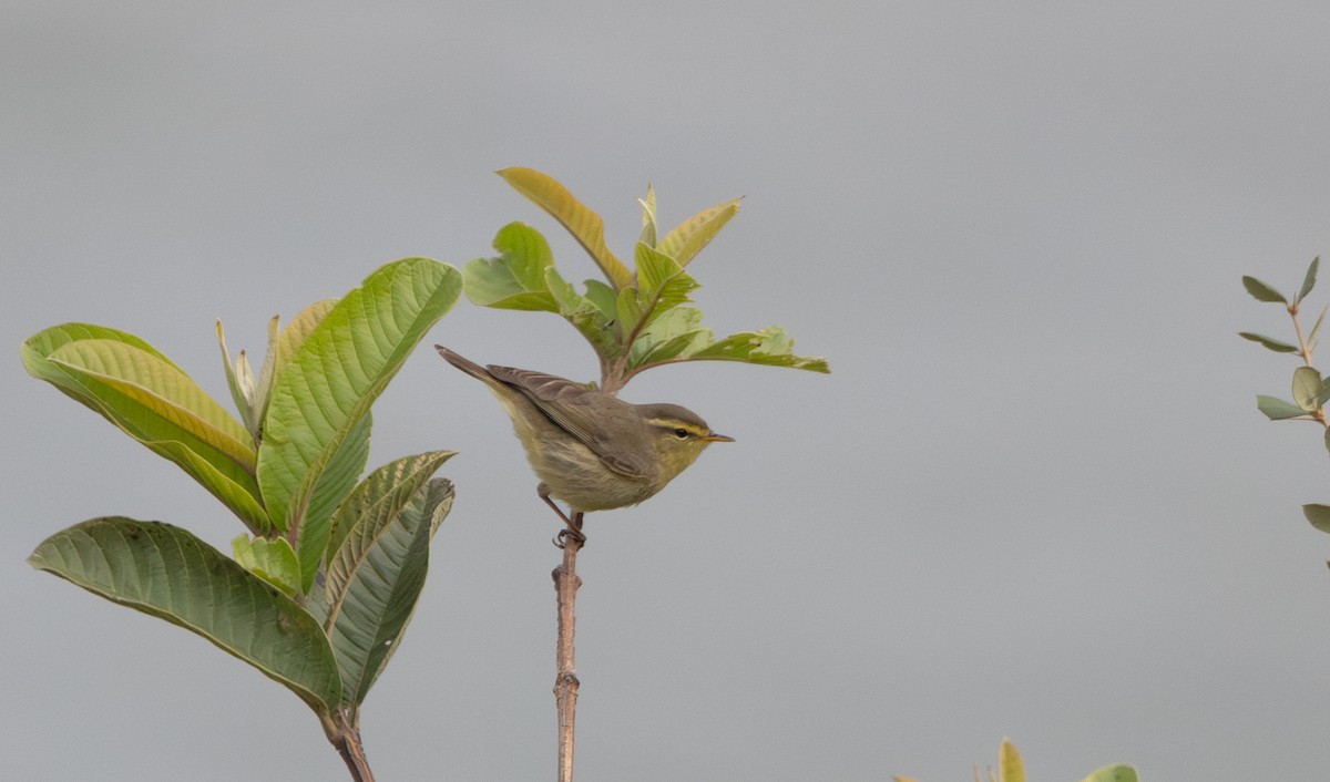 Tickell's Leaf Warbler (Tickell's) - ML641114249
