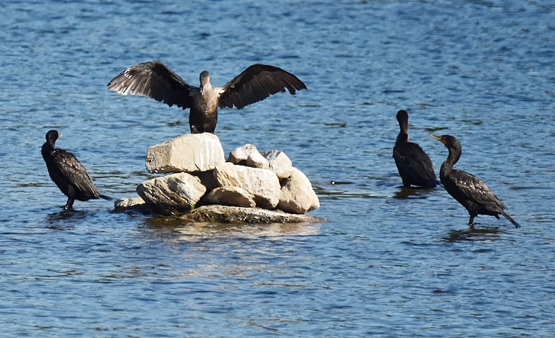 Double-crested Cormorant - ML641114287