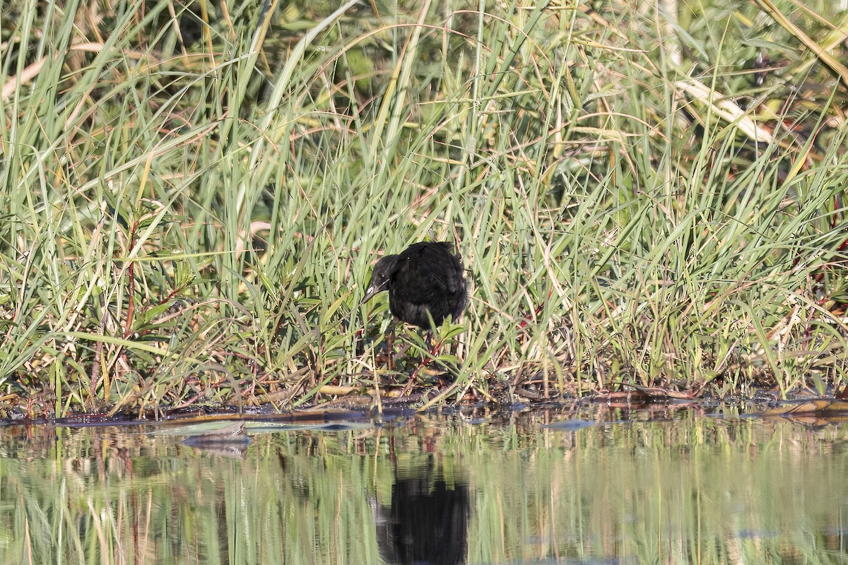 Black Crake - ML641114292