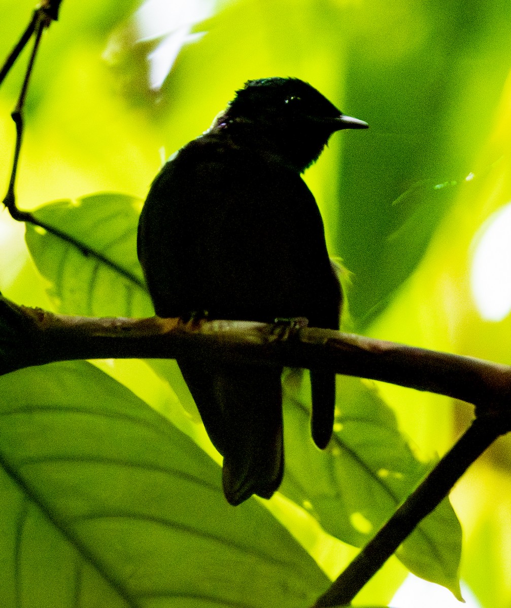 Natewa Silktail - ML641114334