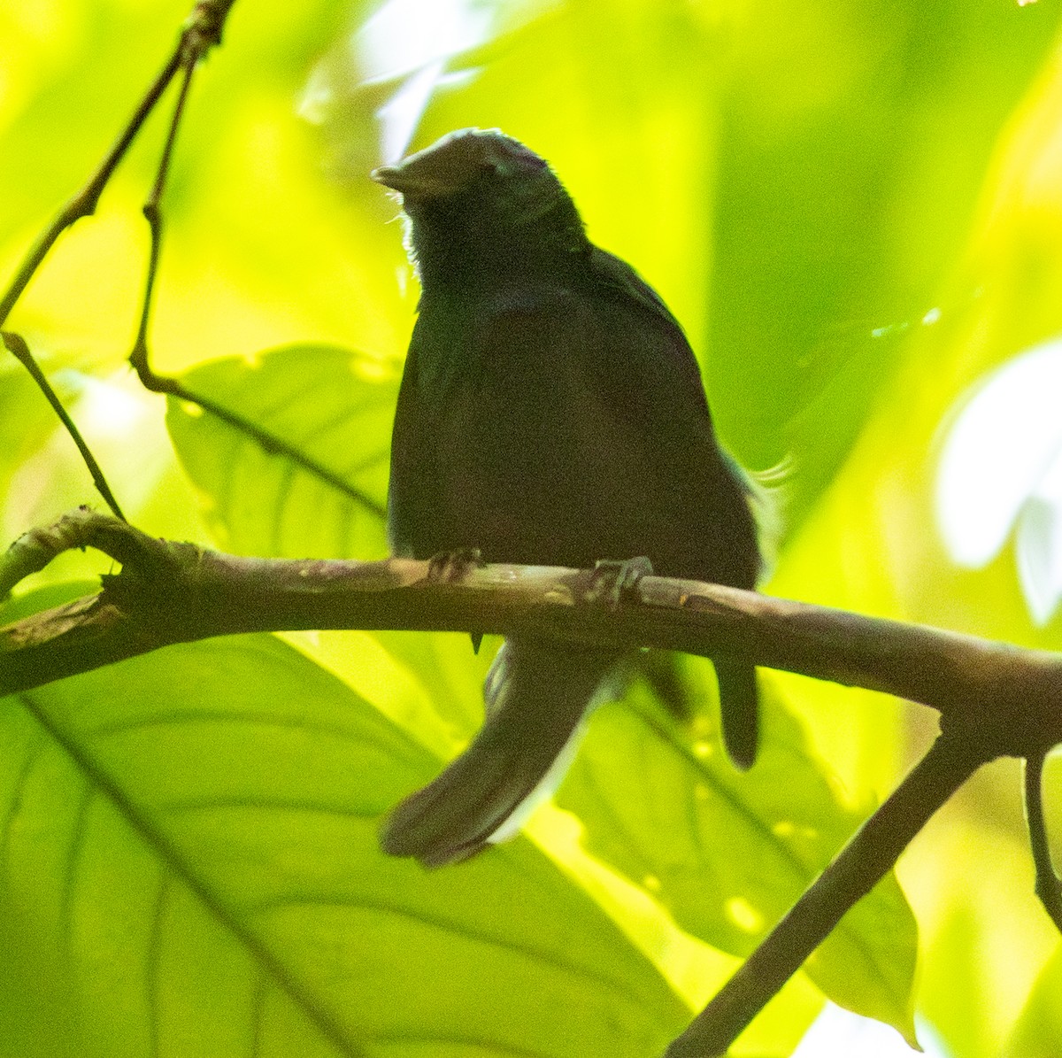 Natewa Silktail - ML641114335
