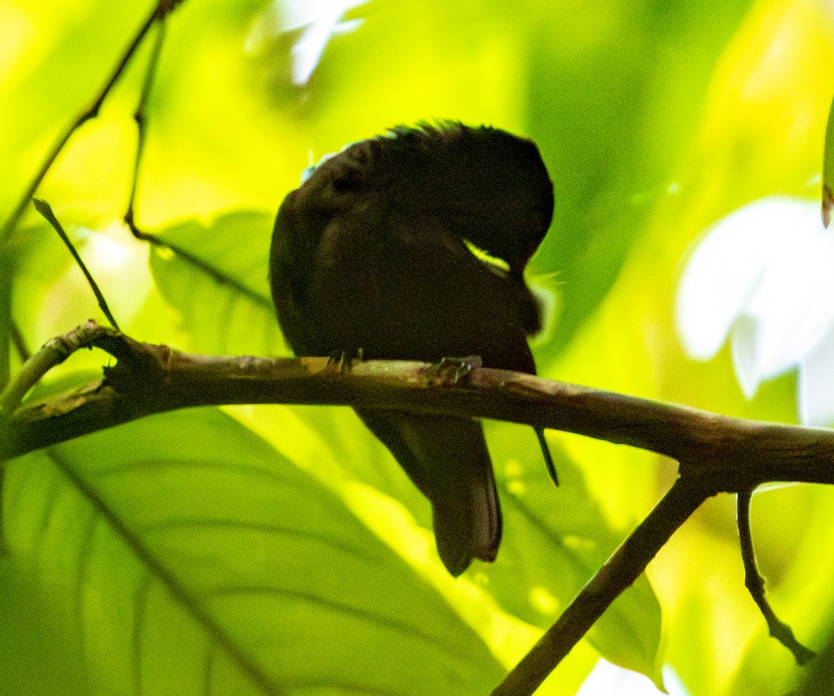 Natewa Silktail - ML641114337