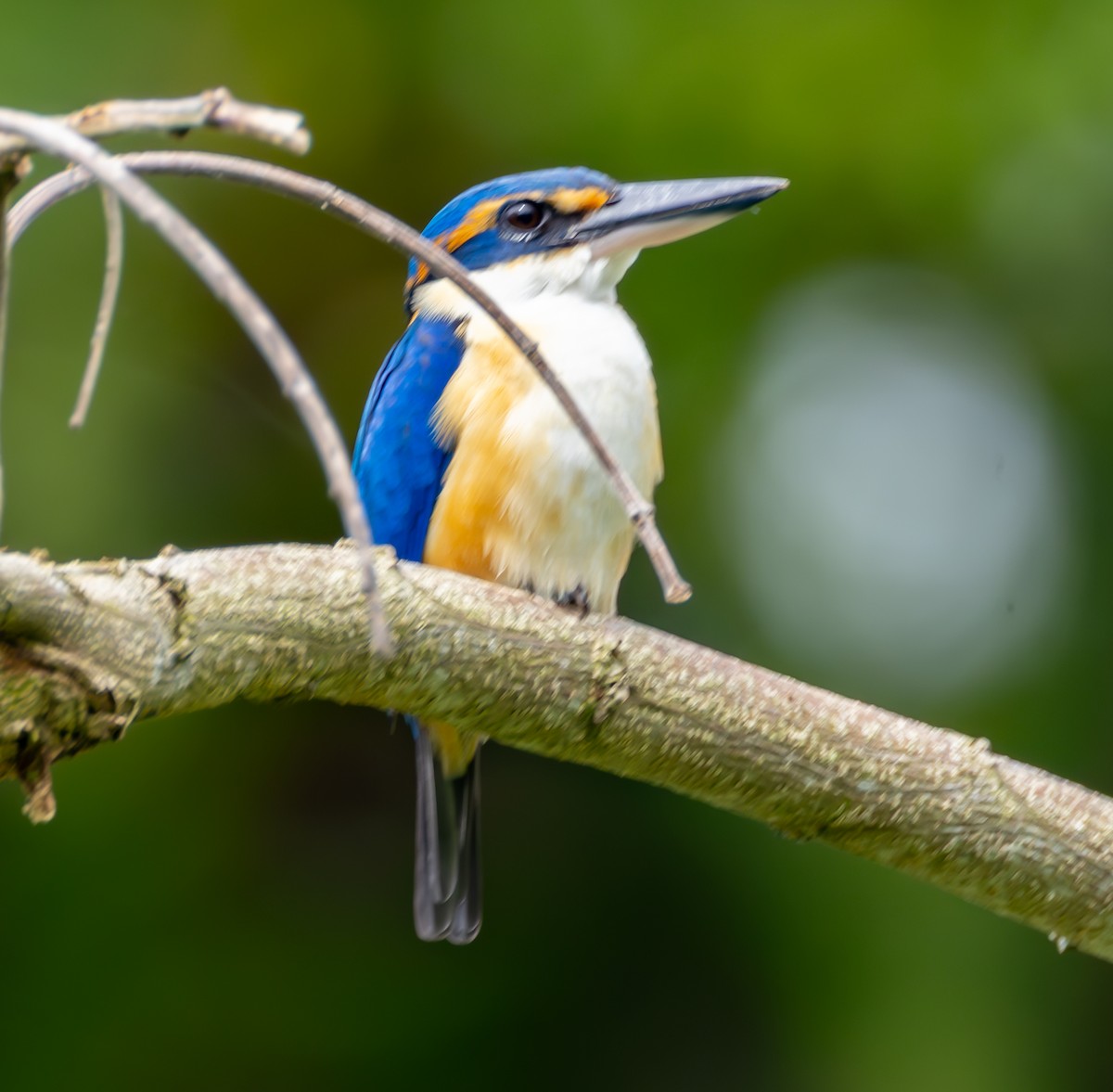 Pacific Kingfisher - ML641114350