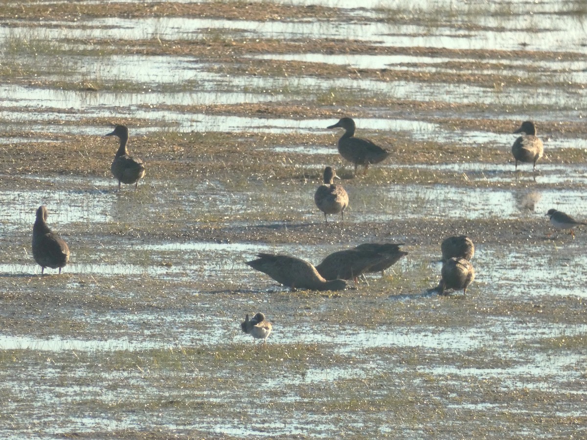 Blue-winged Teal - ML641114380