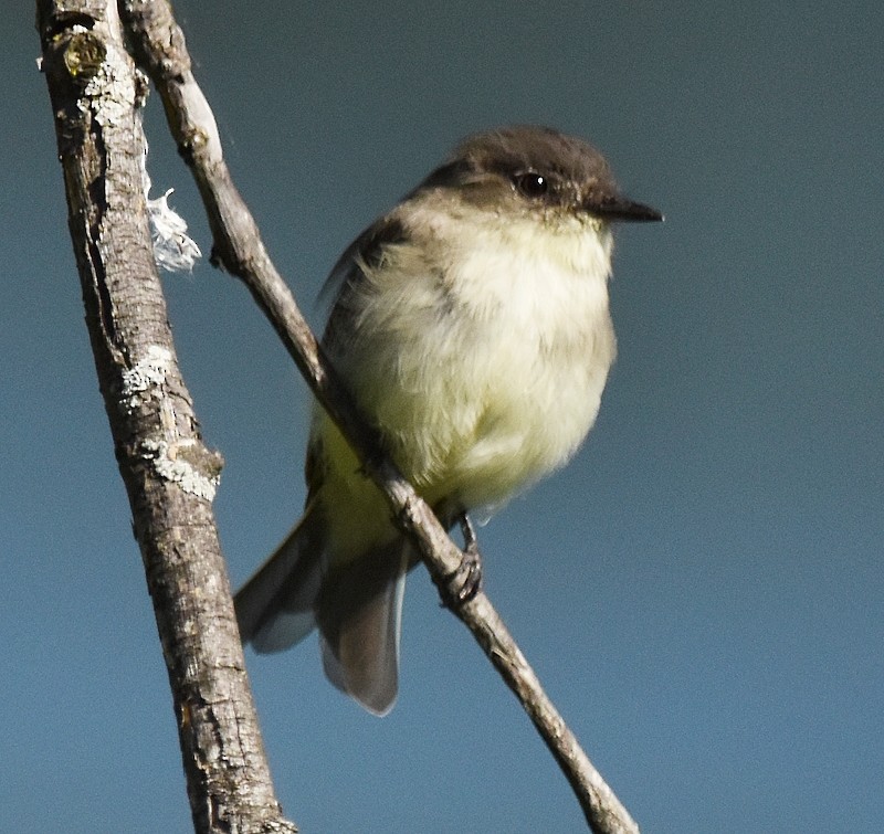 Eastern Phoebe - ML641114387