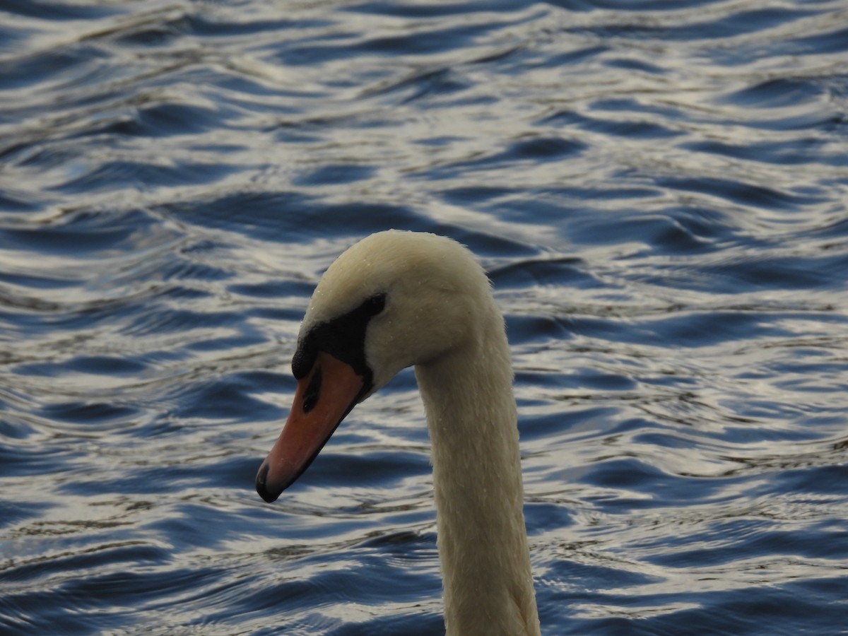 Mute Swan - ML641114396