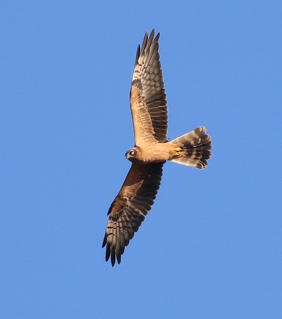 Montagu's Harrier - ML641114400