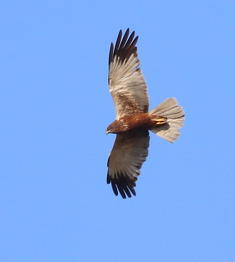 Western Marsh Harrier - ML641114405