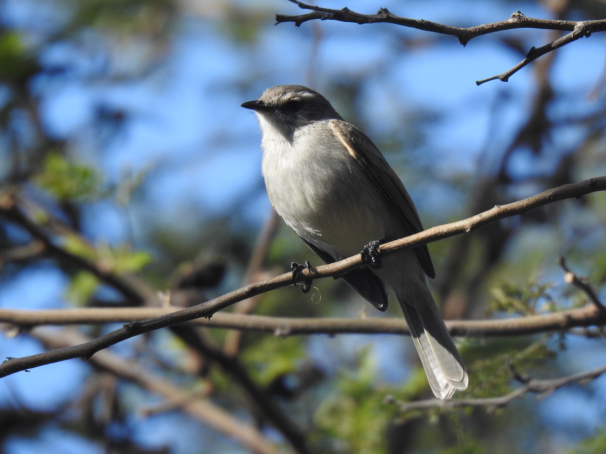 Tumbesian Tyrannulet - ML641114410