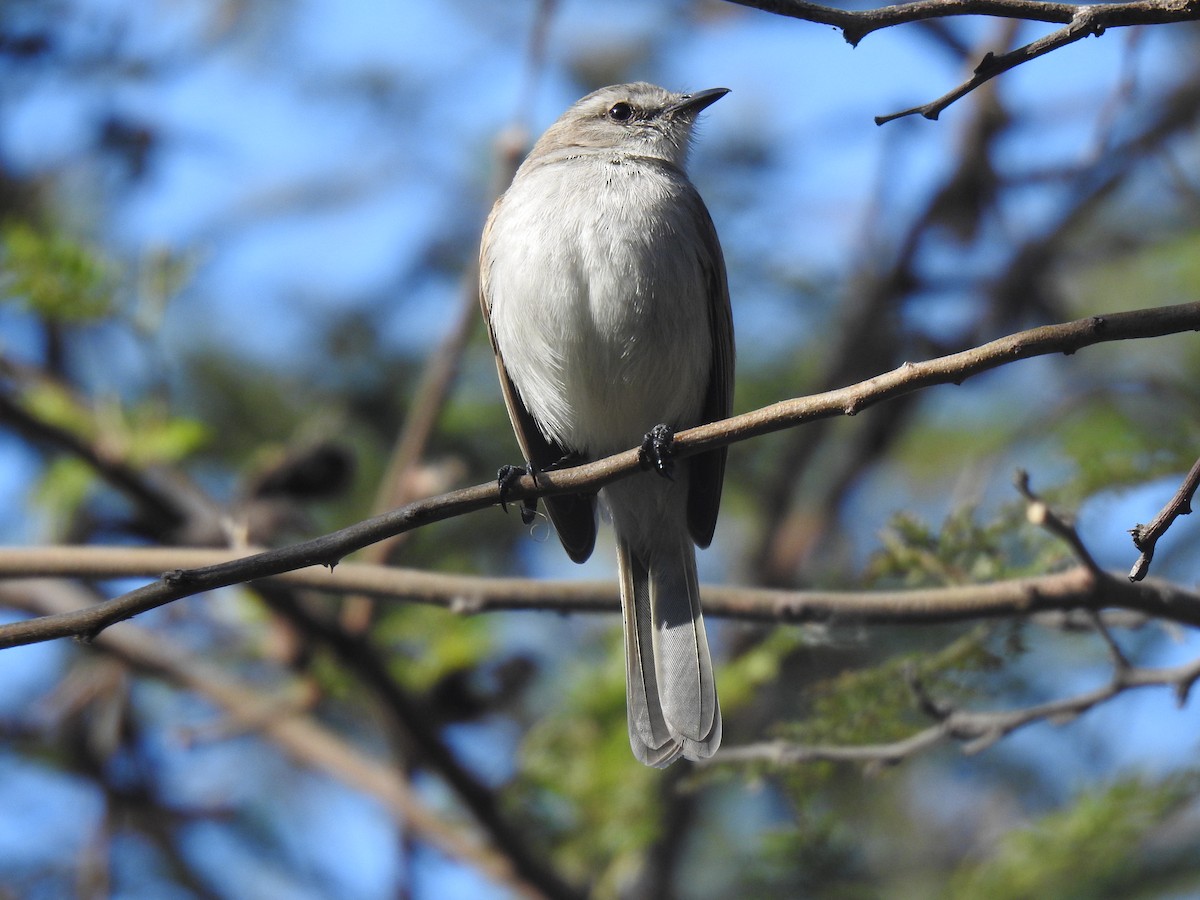 Tumbesian Tyrannulet - ML641114411