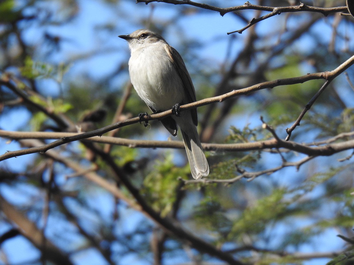 Tumbesian Tyrannulet - ML641114412