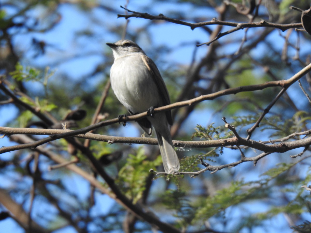 Tumbesian Tyrannulet - ML641114413