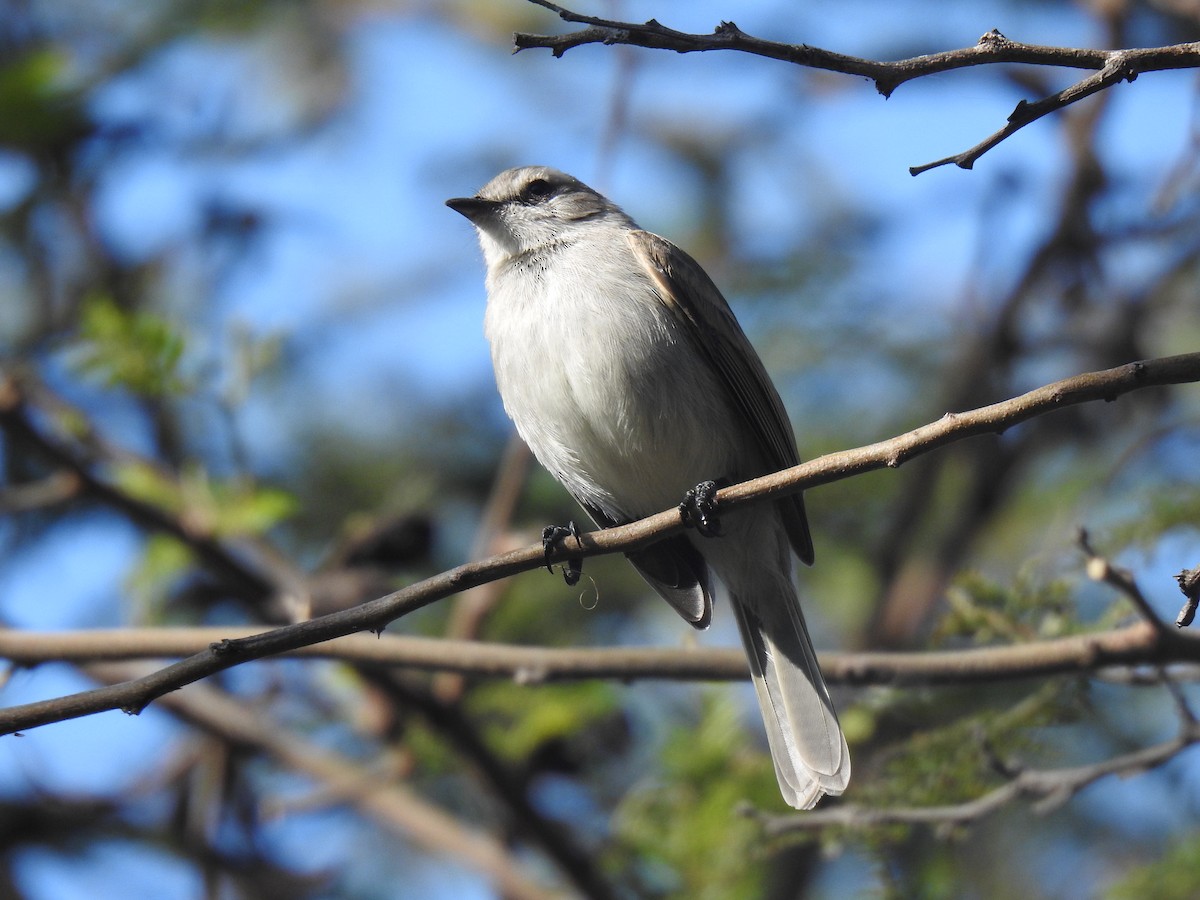 Tumbesian Tyrannulet - ML641114415