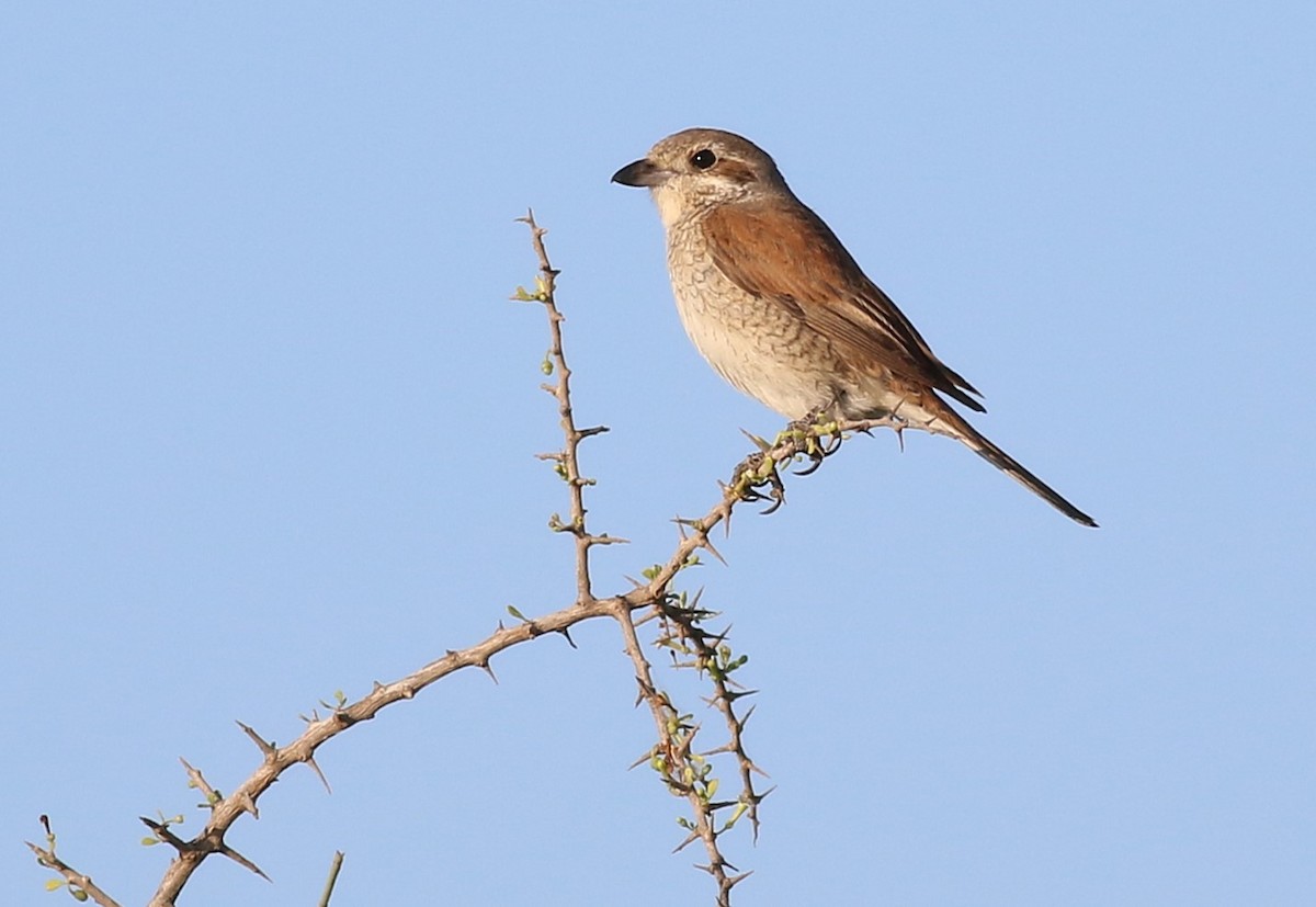 Red-backed Shrike - ML641114416