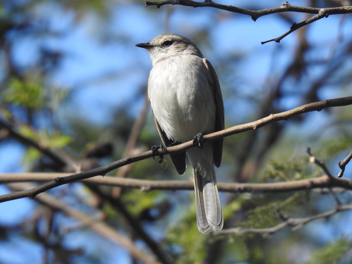 Tumbesian Tyrannulet - ML641114418