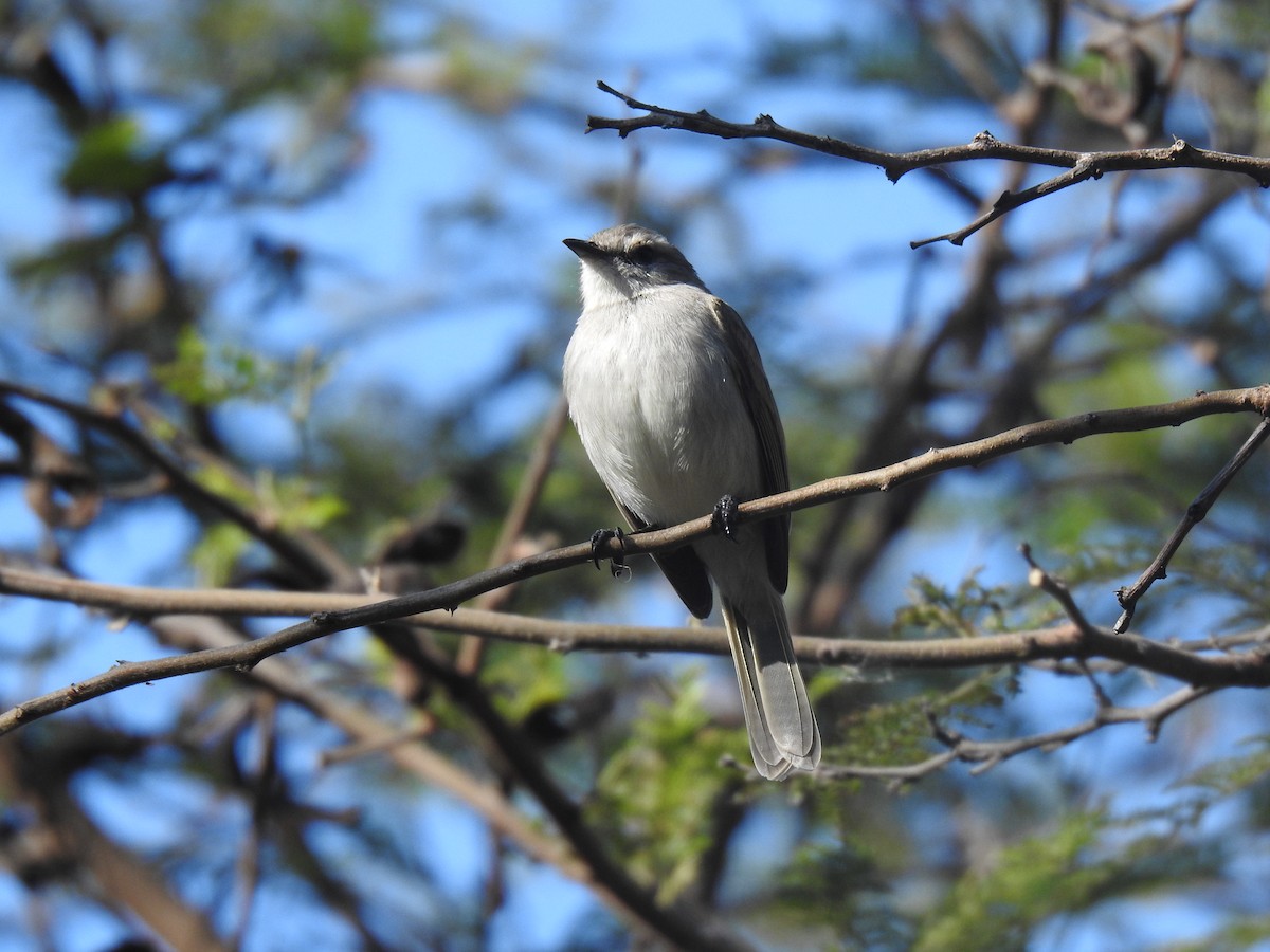 Tumbesian Tyrannulet - ML641114422
