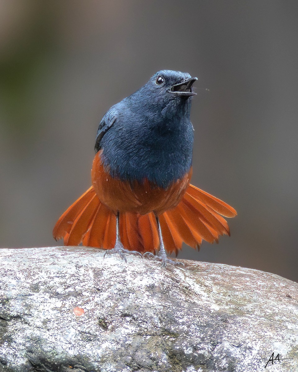 Luzon Redstart - ML641114425