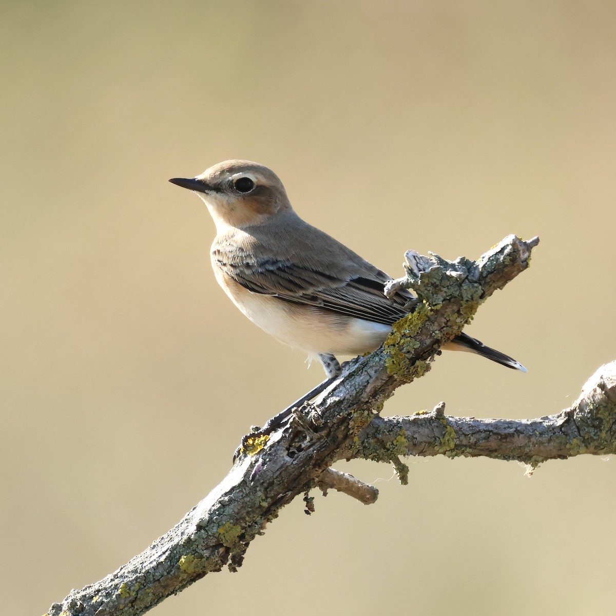 Northern Wheatear (Eurasian) - ML641114431