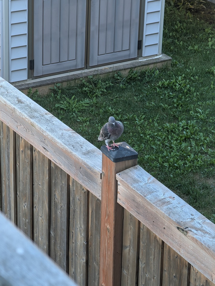 Rock Pigeon (Feral Pigeon) - ML641114434