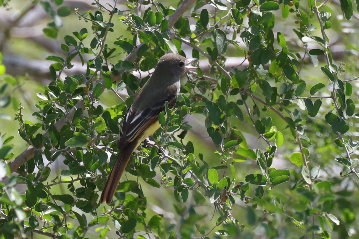 Great Crested Flycatcher - ML641114449