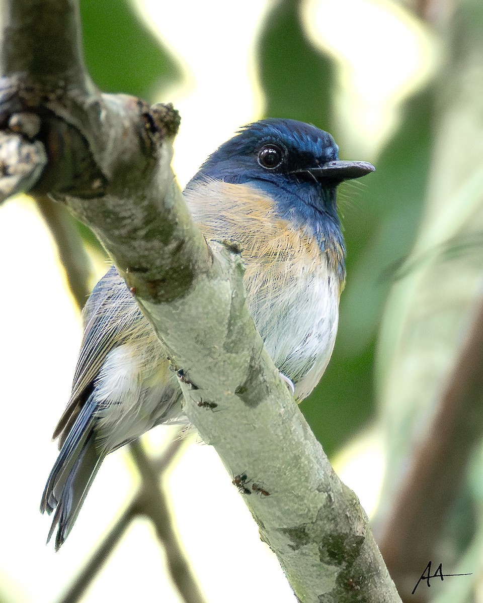 Blue-breasted Blue Flycatcher - ML641114512