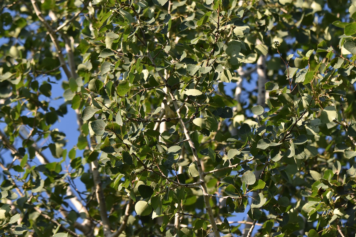 Kara Kırçıllı Ötleğen - ML641114515