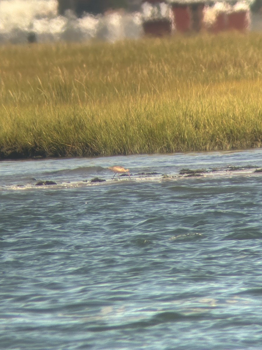 Marbled Godwit - ML641114567