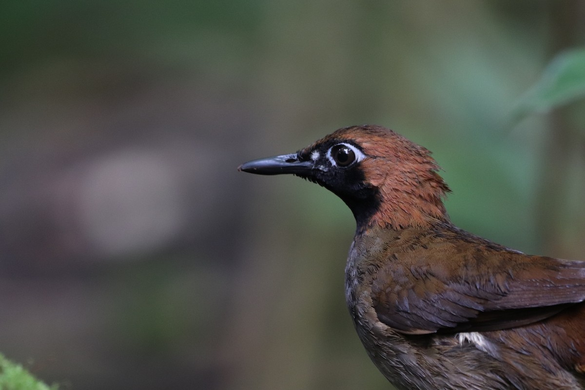 Black-faced Antthrush - ML641114573