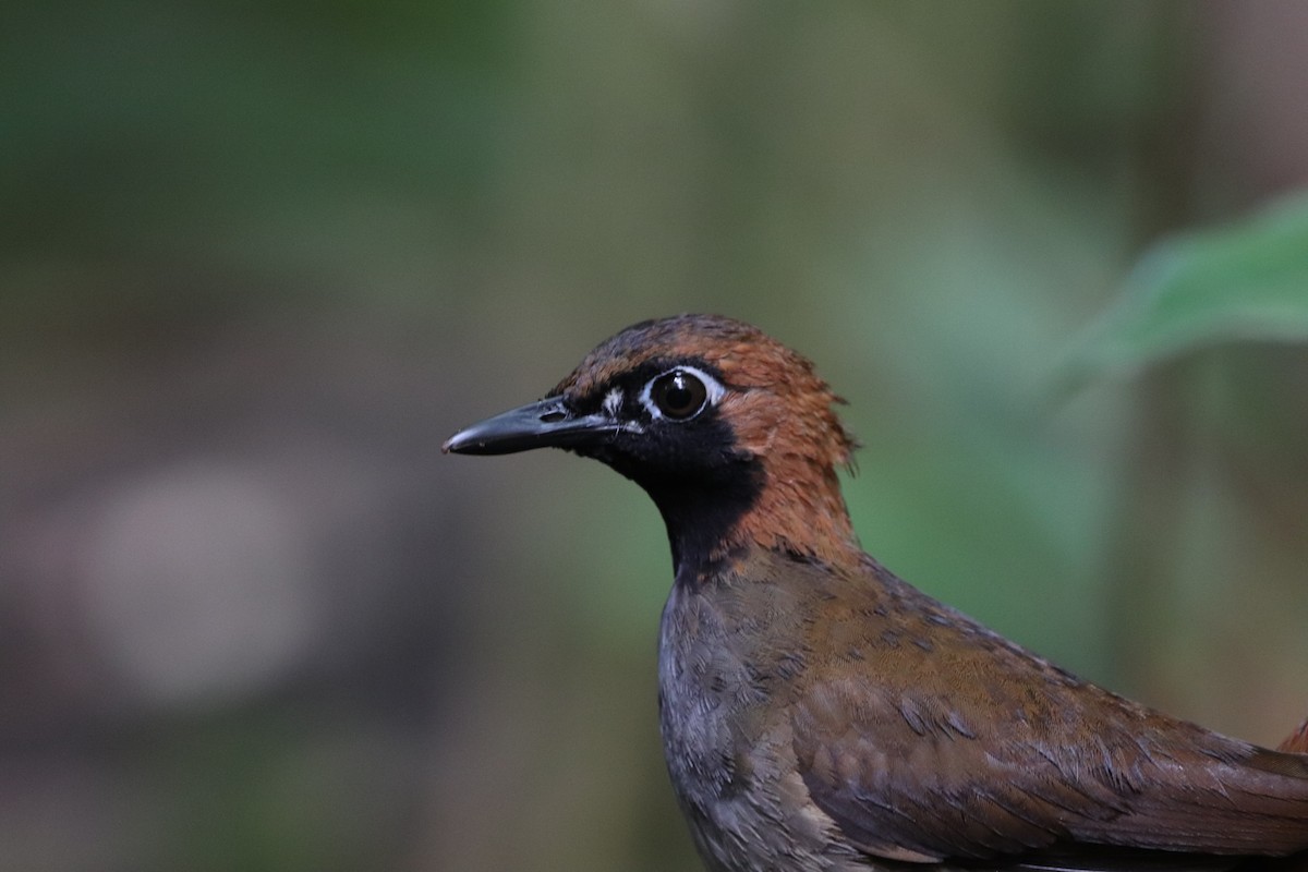 Black-faced Antthrush - ML641114574