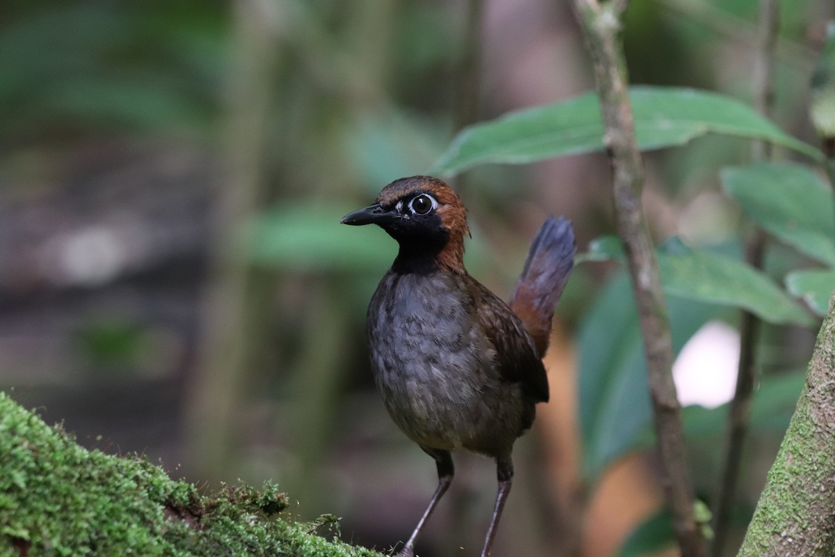 Black-faced Antthrush - ML641114575