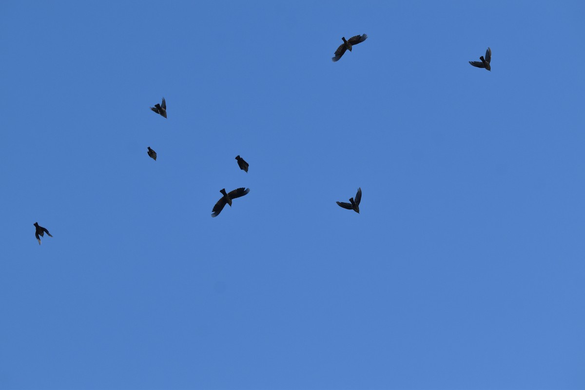 Red-winged Blackbird - ML641114599
