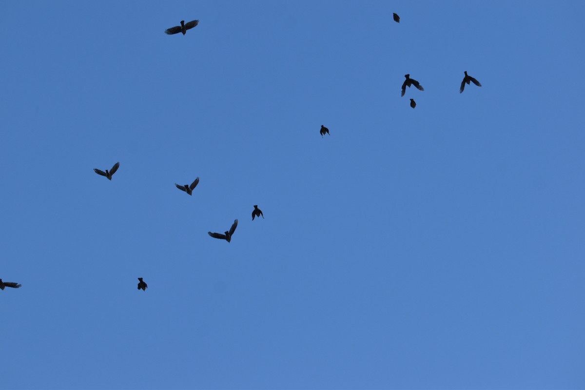 Red-winged Blackbird - ML641114600