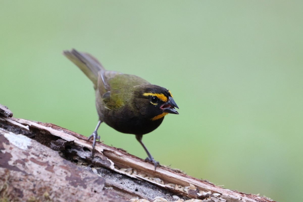 Yellow-faced Grassquit - ML641114635