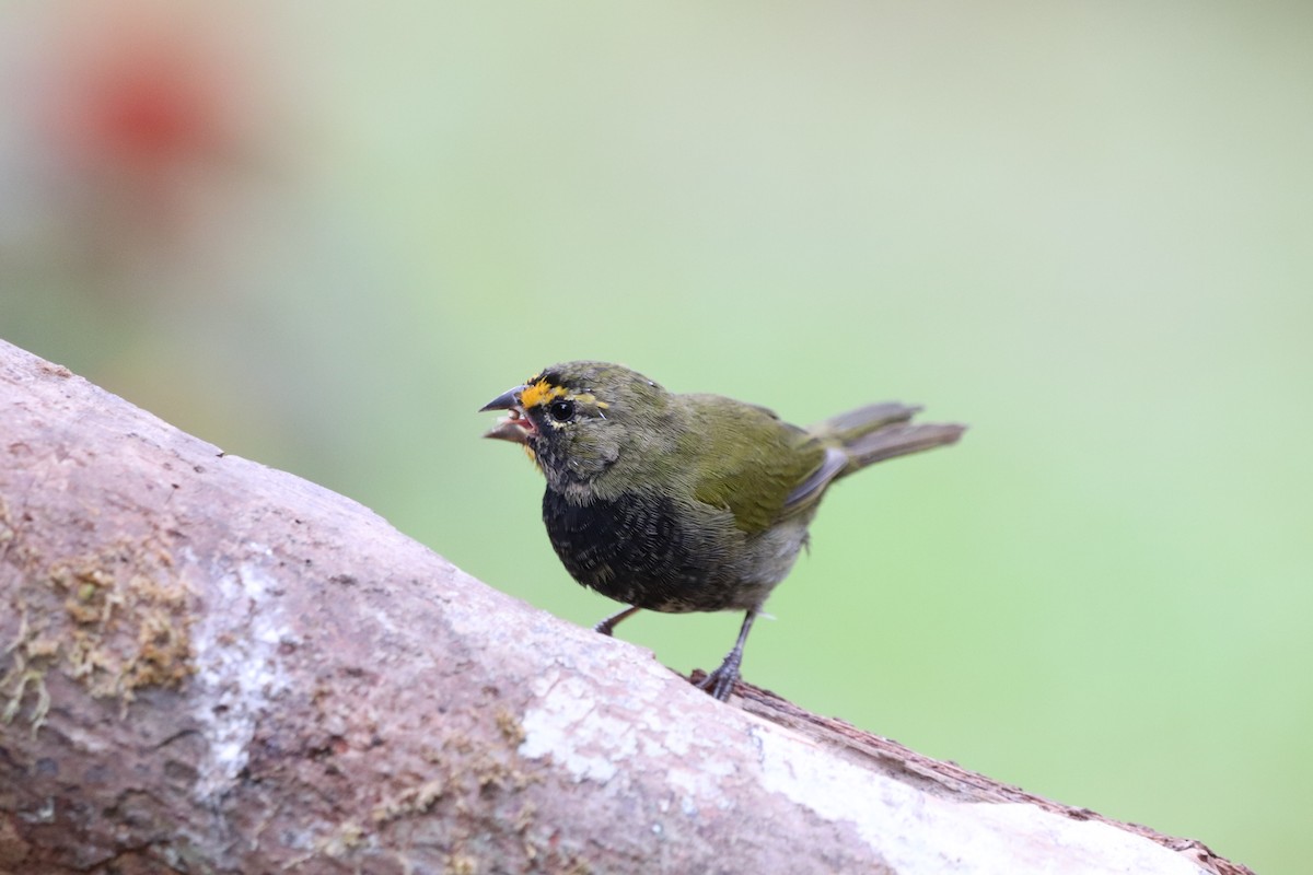 Yellow-faced Grassquit - ML641114637