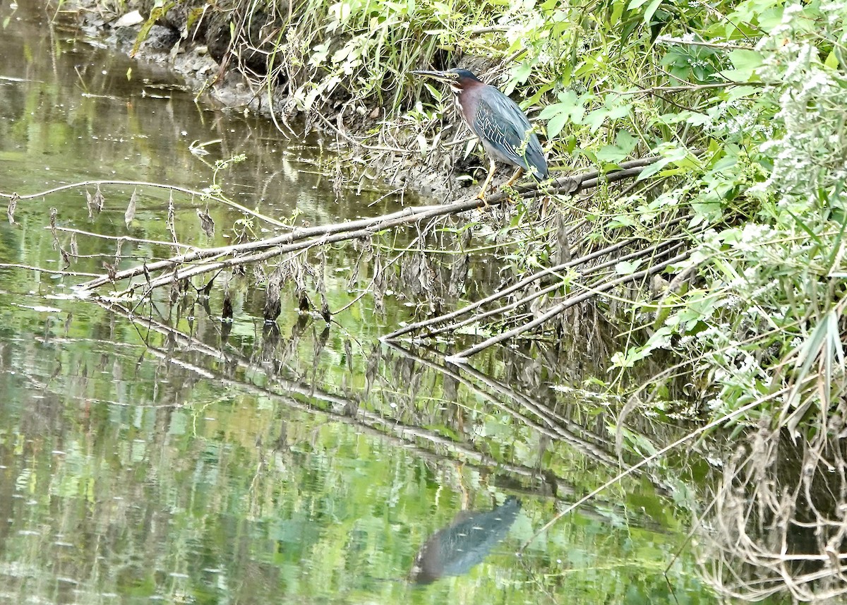 Koartzatxo berdea - ML641114709