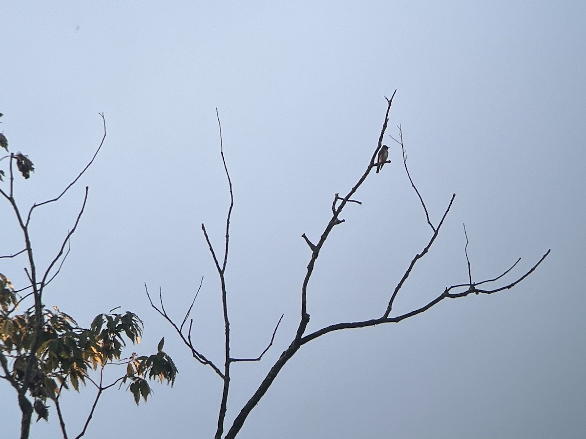 Olive-sided Flycatcher - ML641114736