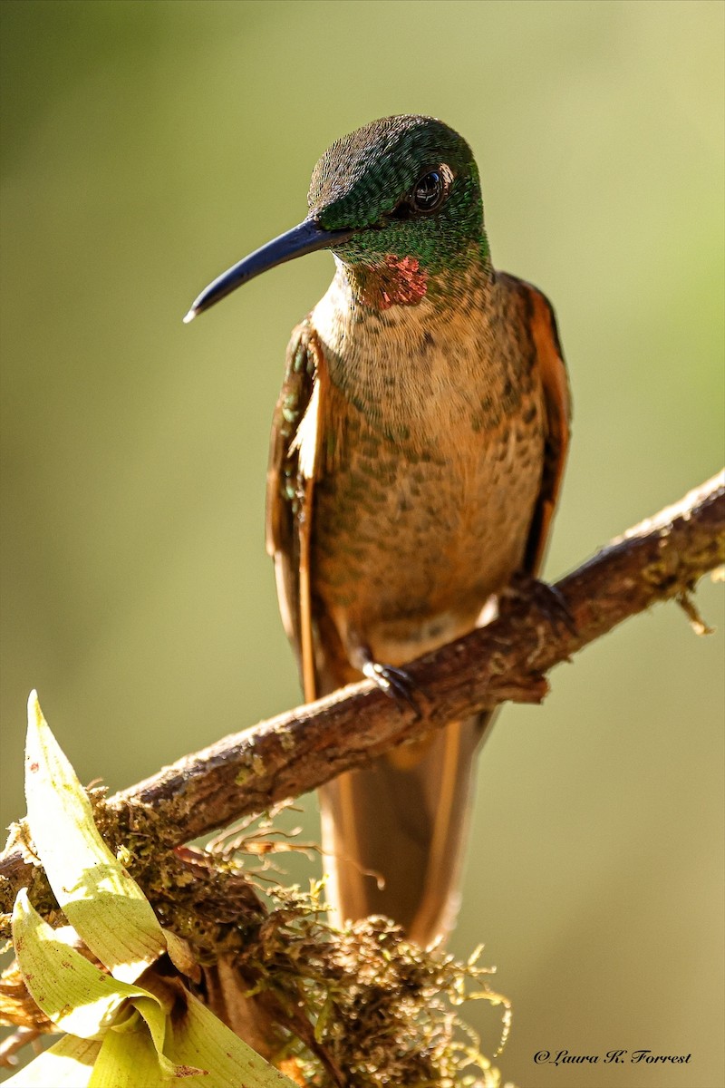 Fawn-breasted Brilliant - ML641114763