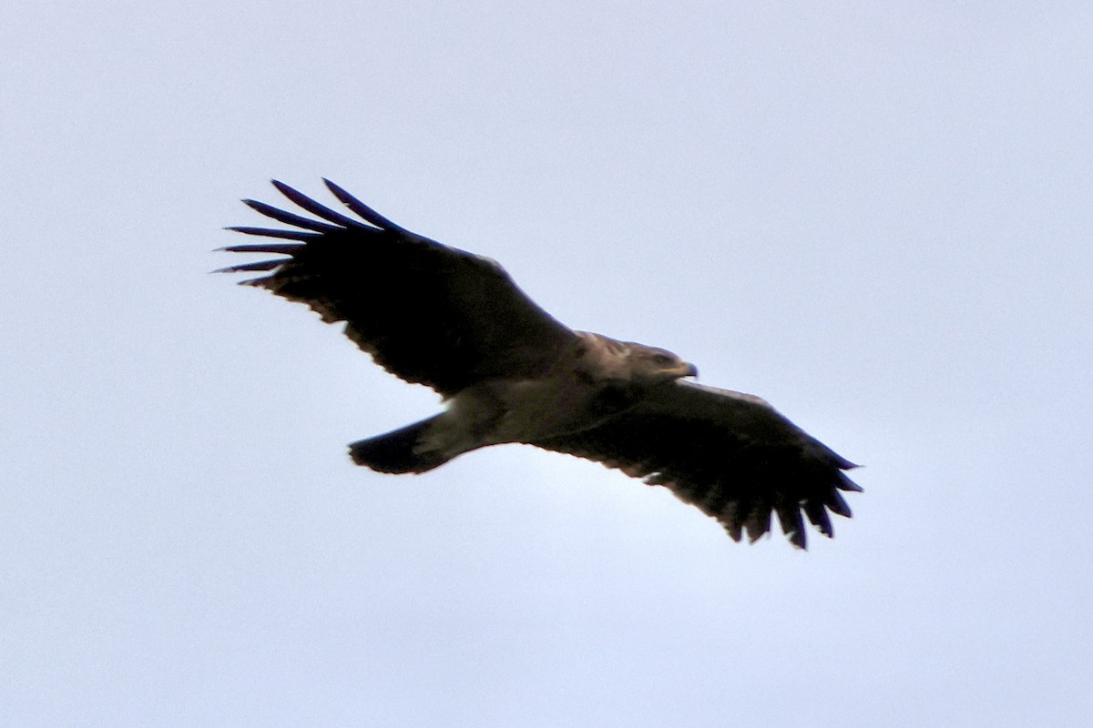 Schreiadler - ML641114765