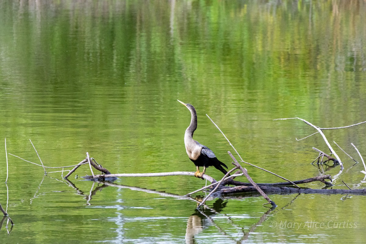 Anhinga - ML641114767