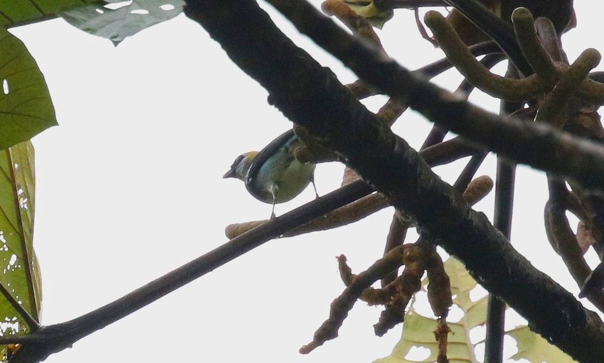 Golden-hooded Tanager - ML641114770
