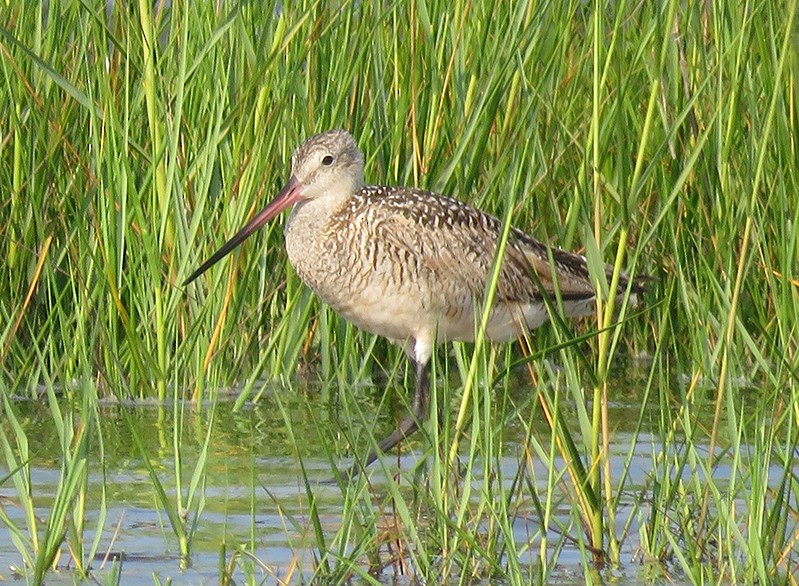 Marbled Godwit - Karen Lebing