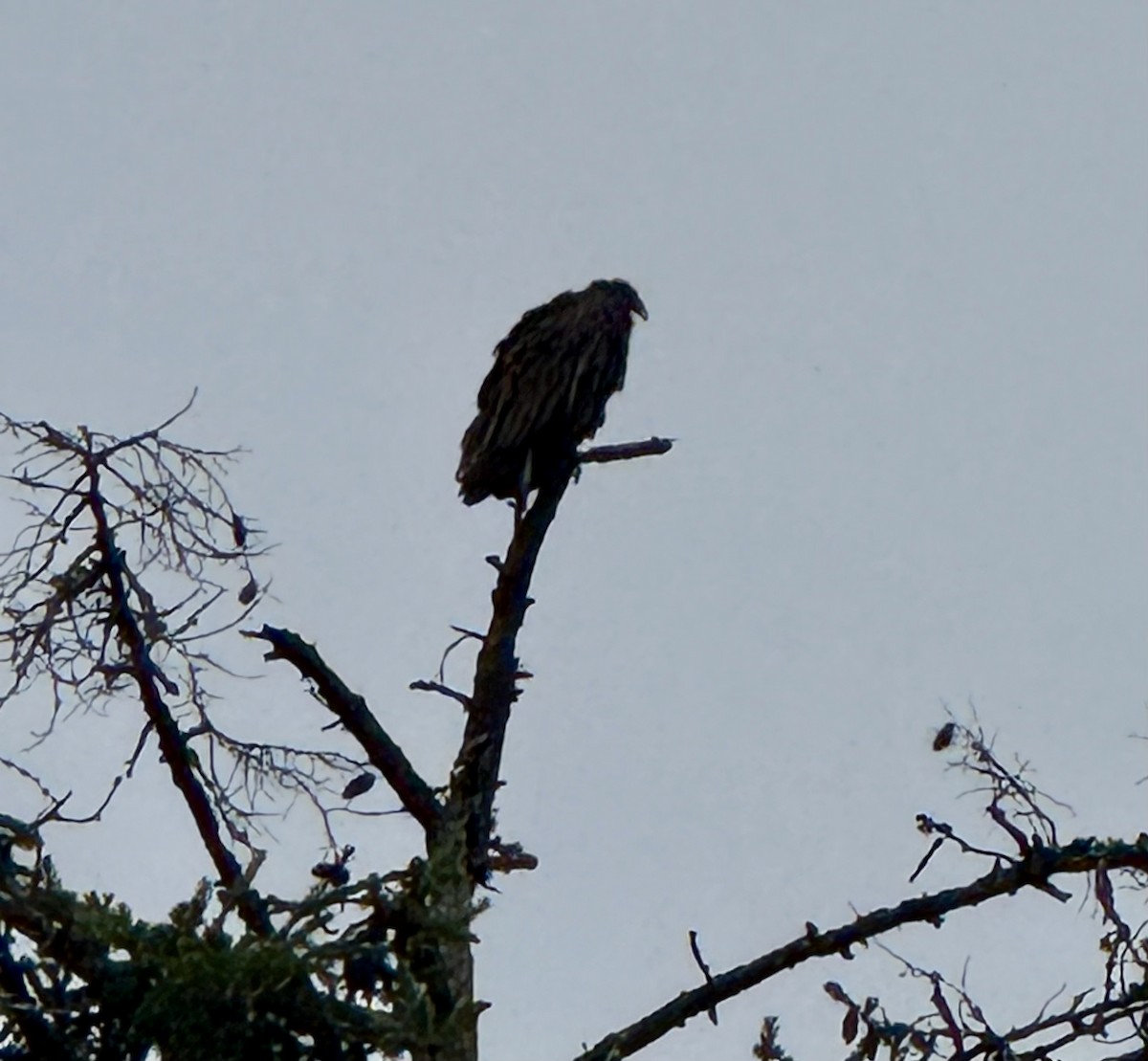 Turkey Vulture - ML641114825