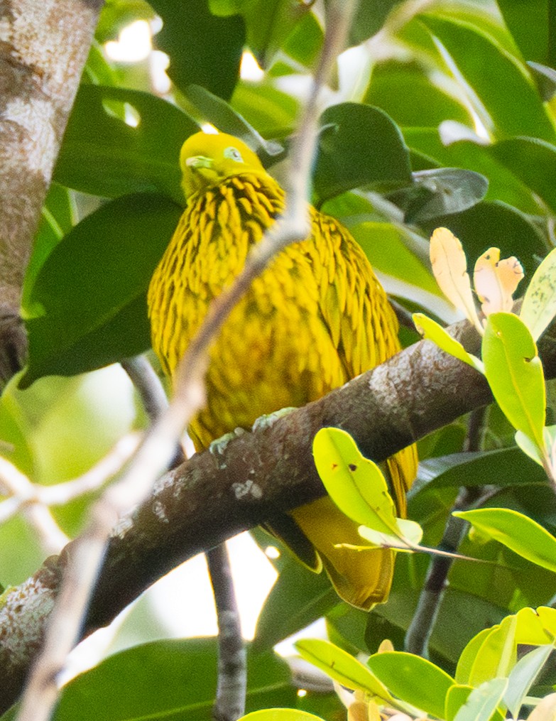 Golden Dove - ML641114854