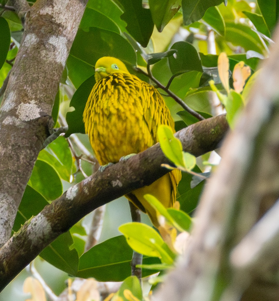 Golden Dove - ML641114855