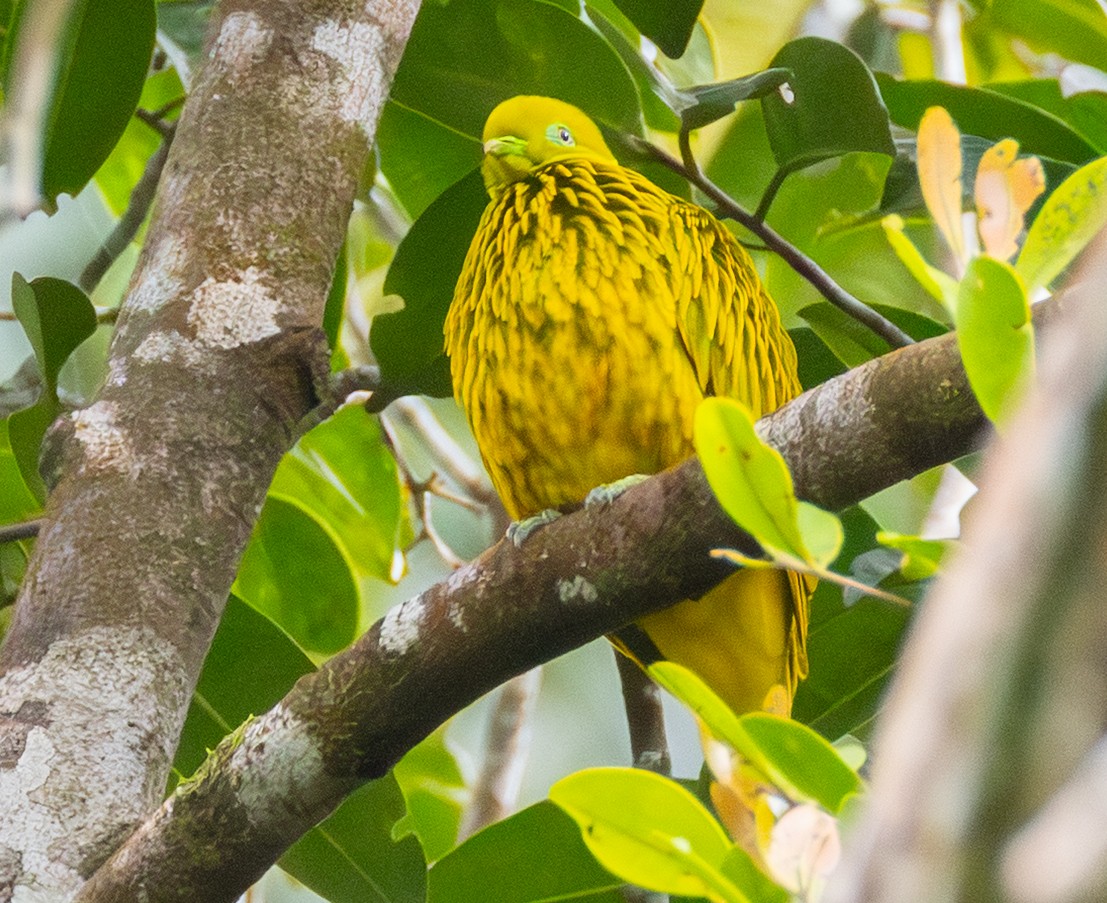 Golden Dove - ML641114856