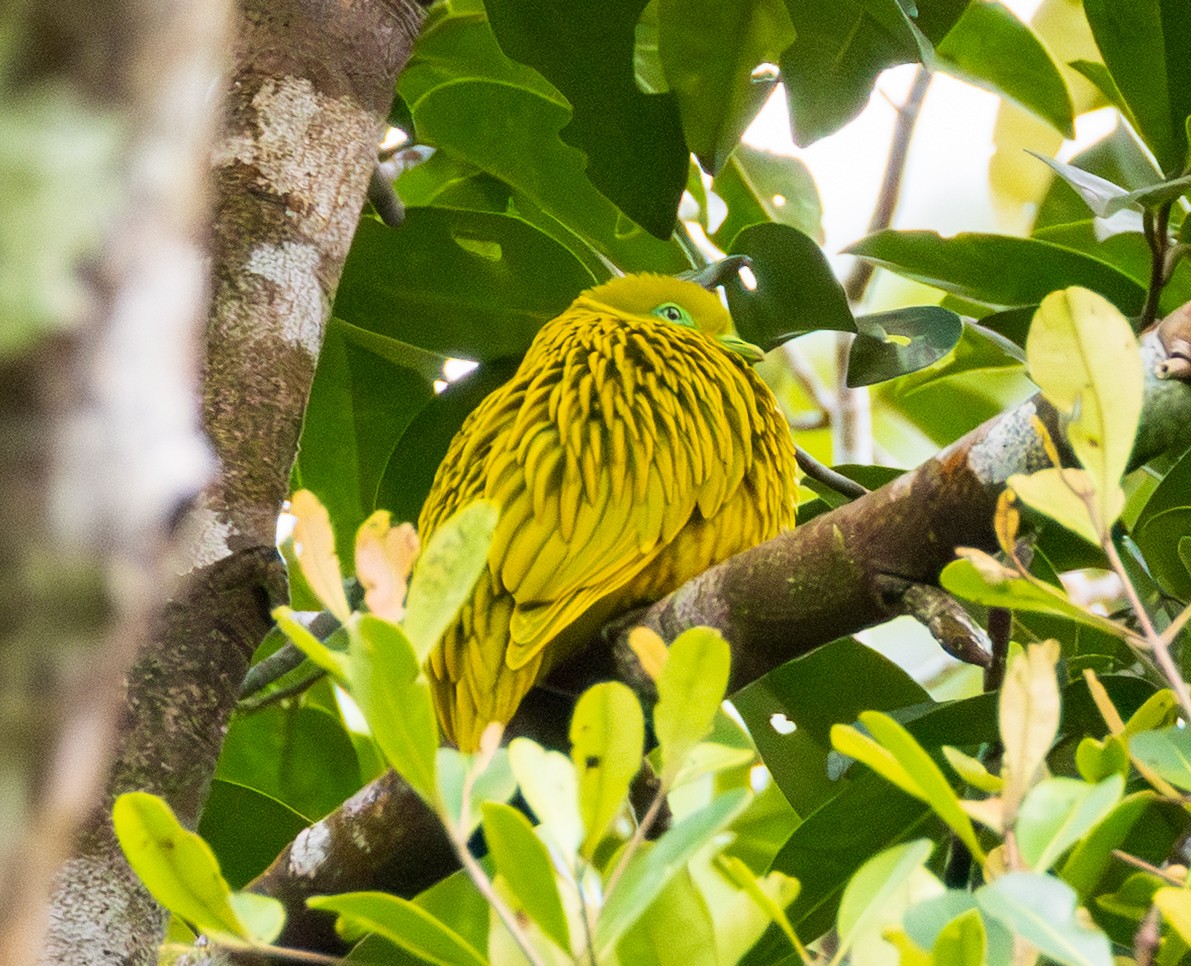 Golden Dove - ML641114859